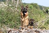 BERGER ALLEMAND 214